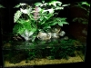 aga-aquascaping-contest-winner-11