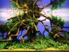 aga-aquascaping-contest-winner-2