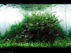aga-aquascaping-contest-winner-3