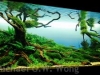 aga-aquascaping-contest-winner-5