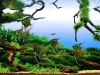 aga-aquascaping-contest-winner-6