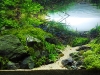 aga-aquascaping-contest-winner-7
