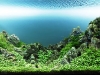 aga-aquascaping-contest-winner-8