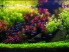 aga-aquascaping-contest-winner-9