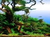 aga-aquascaping-contest-winner-best-in-show