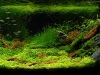 aga-aquascaping-contest-winner