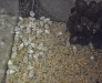 cuttlefish-hatchlings-2