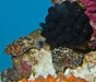 dwarf-cuttlefish-eggs