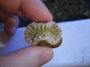 heteropsammia-cochlea-7