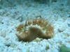 heteropsammia-cochlea