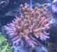 imacwest-9