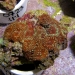 malaysiancorals-1