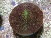 malaysiancorals-3