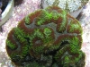 malaysiancorals-4
