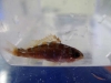 fish-1