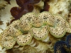 p1010026b.jpg