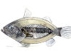 steampunk-fish