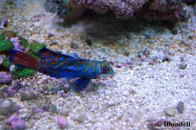 Dragonet+fish+for+sale