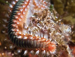 Bristle Worm Removal from Saltwater Aquariums | Reef Builders | The ...