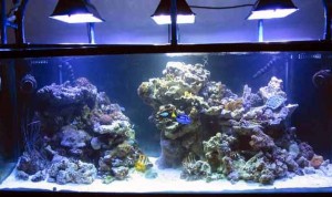 Simple and effective guide on reef aquascaping | Reef Builders | The ...