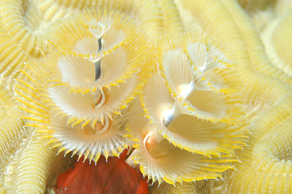 Christmas Tree Worms Spirobranchus Giganteus Guide Reef Builders