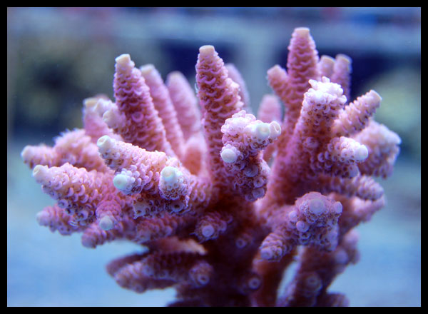 Guide of SPS coral coloration (make them more vivid, bright) | Reef ...