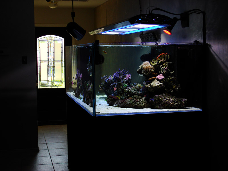 super cool modern fish tank ideas