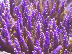 Guide of SPS coral coloration (make them more vivid, bright) | Reef ...