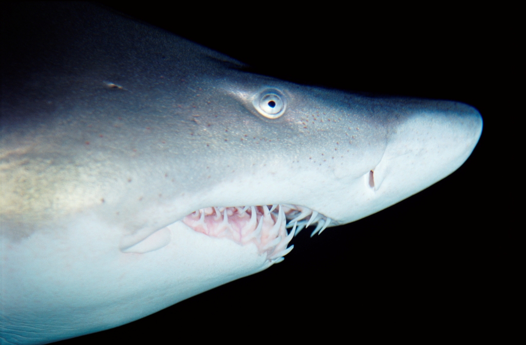 Georgia Aquarium gets new sand tiger sharks | Reef Builders | The Reef ...