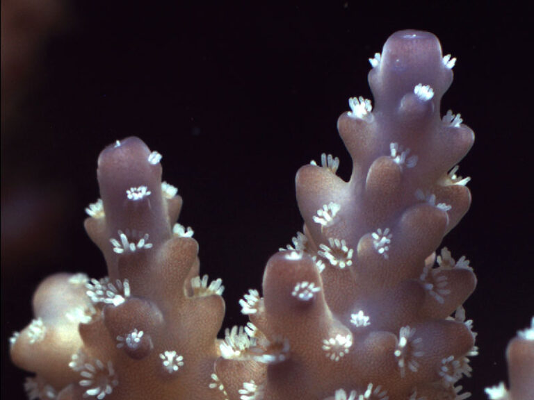 New book available, Advances in Coral Husbandry in Public Aquaria Reef Builders The Reef and
