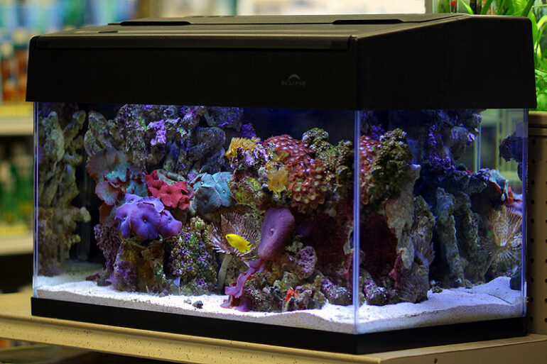 Nano Reef Aquarium secrets: Simplicity is key | Reef Builders | The ...