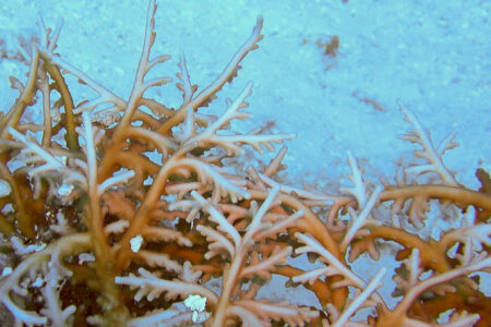 This Mimic Algae Looks Just Like Branching Acropora Coral! | Reef ...