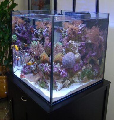 Solana XL 60 aquarium more details leak out | Reef Builders | The Reef ...