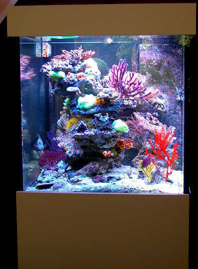 Fauna Marin Sea Fan System | Reef Builders | The Reef and Saltwater ...