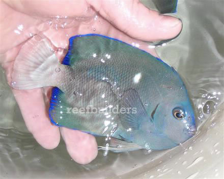 40 clipperton angelfish seized by USFWS | Reef Builders | The Reef and ...