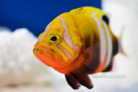 neptunes tropical fish