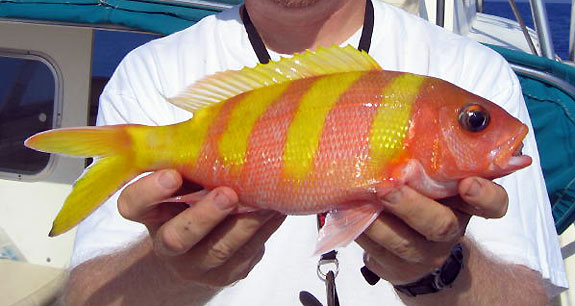 Amazing fish caught in up to 600 feet of water | Reef Builders | The ...