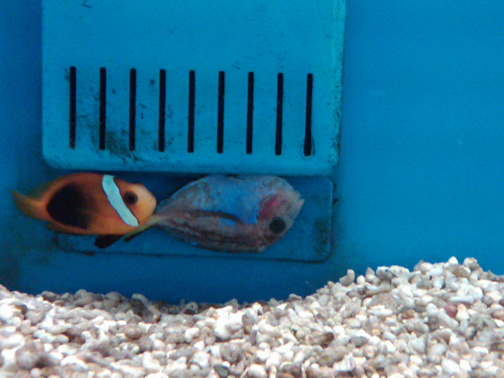 Stop buying saltwater fish from PETCO Reef Builders The Reef and