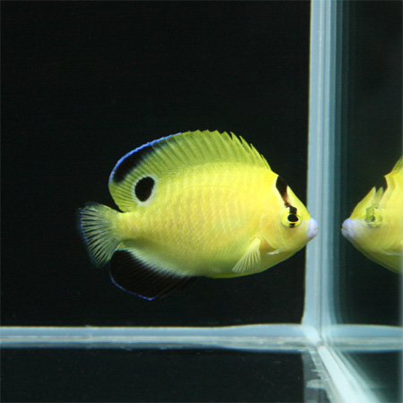 Hybrid Goldflake x Flagfin Angelfish appears at Japan’s B-Box Aquarium ...