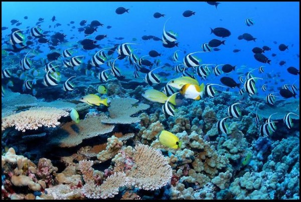 hawaii-coral-reef-600x404.jpg