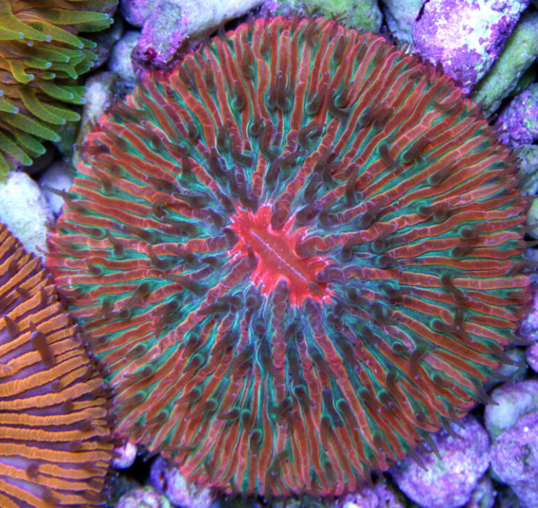 Reader’s Choice Awards: Vote on the best Cycloseris of the year | Reef ...