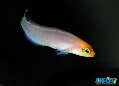 Elongate Dottyback (Pseudochromis elongatus) now available from ORA