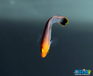 Elongate Dottyback (Pseudochromis elongatus) now available from ORA