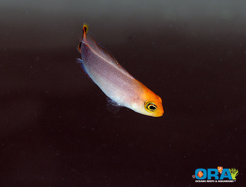 Elongate Dottyback (Pseudochromis elongatus) now available from ORA