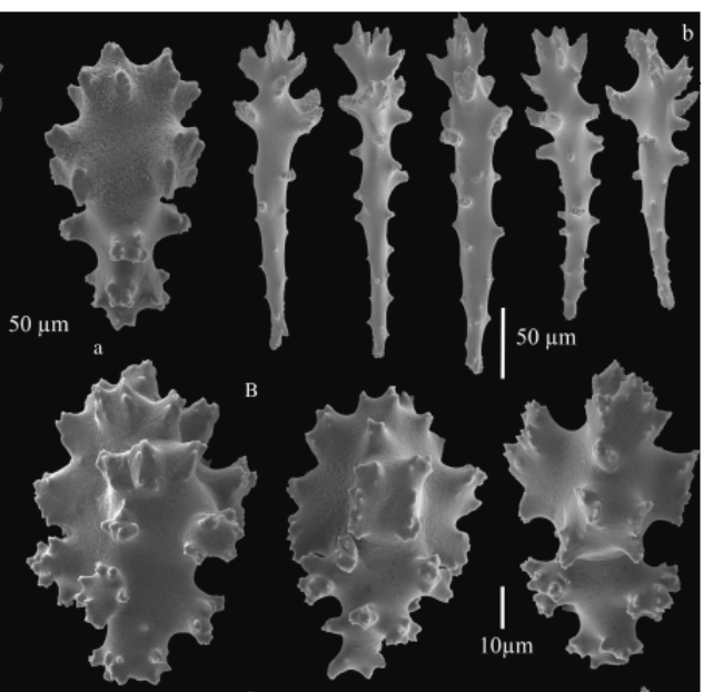 Sinularia-clades-sclerites