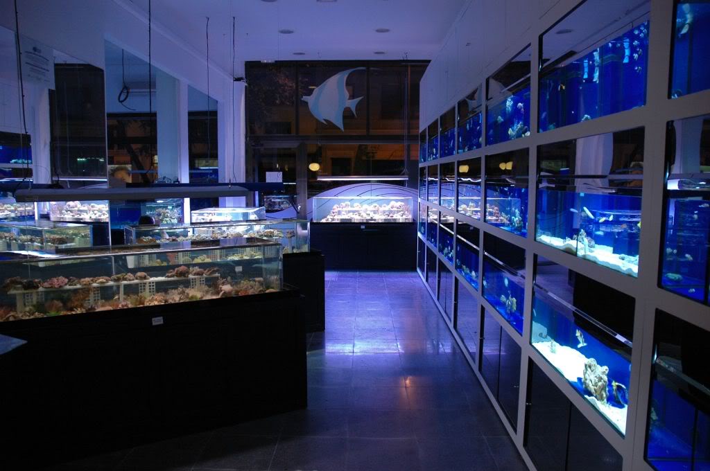 saltwater fish store