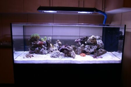 How to Arrange your Corals Based on your Lighting | Reef Builders | The ...