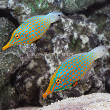 Success with the Harlequin Filefish, Oxymonacanthus longirostris | Reef ...