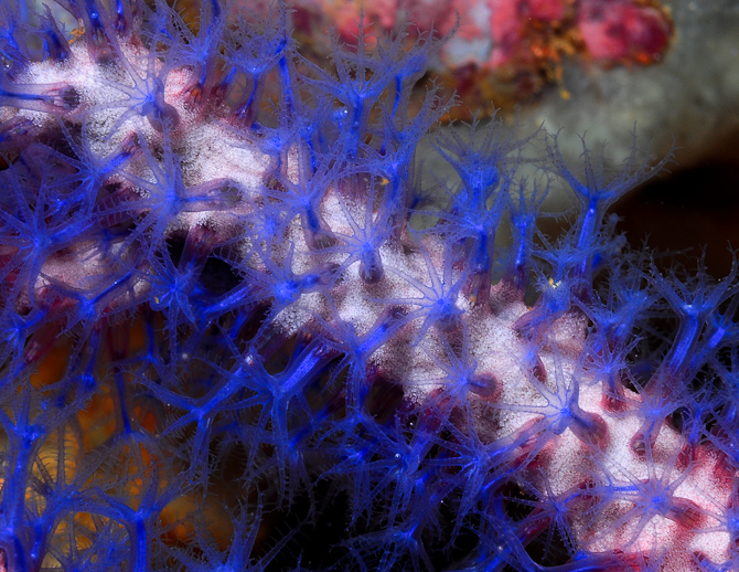 Guaiagorgia-blue-polyp-gorgonian.jpg