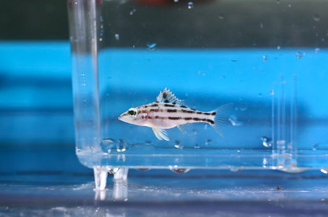 Serranus luciopercanus, the crosshatch bass gets detailed in much